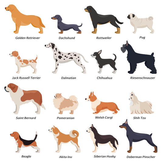Adorable Dog and Cat Breeds and Their Playtime Preferences